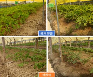 預防冷害、提高人參保苗率