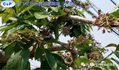 今年大連櫻桃縮果現象嚴重