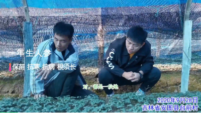 保苗 抗病 抗寒 根須長:吉林安圖縣臺(tái)前村一年生人參(2020年9月)