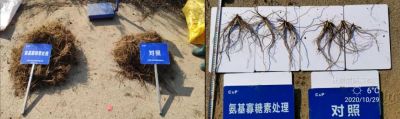 增產(chǎn)、防爛根:英額門鎮(zhèn)丁家街村(2020.10.29)