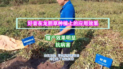 增產(chǎn)效果明顯、抗病害:撫順市清原滿族自治縣英額門鎮(zhèn)椽子溝村(2021.9.4)