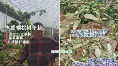 促生長 生根快 座果率高 長勢(shì)強(qiáng)壯:瓦房店市駝山鄉(xiāng)付廟村大棚櫻桃樹移栽(2021年3月)