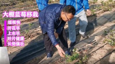 緩根快 開花早 上市早 葉片健康 長勢強(qiáng)壯:莊河市仙人洞鎮(zhèn)冰峪溝村藍(lán)莓移栽(2021年1月)