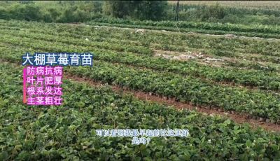 抗病、葉片濃綠增厚、主莖粗壯、根系發(fā)達(dá)：東港小甸子鎮(zhèn)（2021.8）