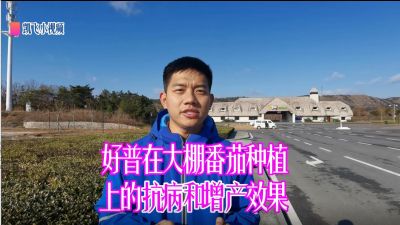 抗病、增產(chǎn)、提升果品：旅順三寰牧場大棚番茄（2020.12）