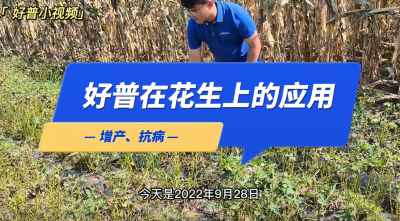 增產、抗病：普蘭店墨盤街道大荒地村花生（2022.9.28）