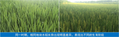 大連凱飛科技助農——品種檢測驗真身，“假種子”無所遁形！