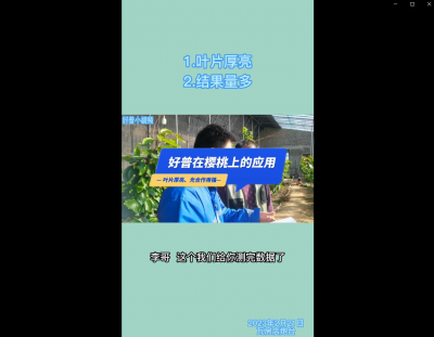 葉片厚亮、結(jié)果量多：瓦房店炮臺鎮(zhèn) （2023.2.21）