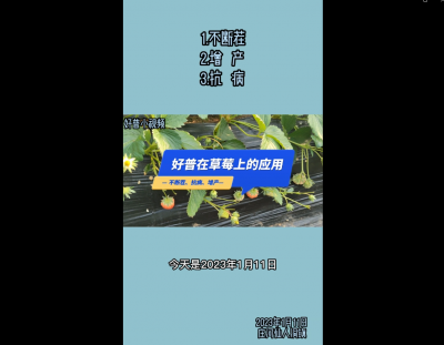 不斷茬、增產(chǎn)、抗病：瓦房店仙人洞（2023.1.11）