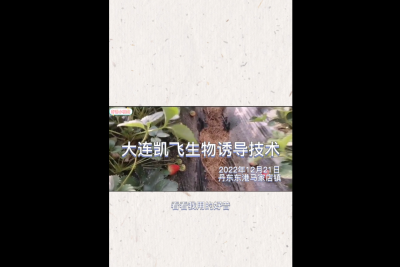不斷茬、果沉、病害輕：東港市馬家店鎮(zhèn) （2022.12.21）