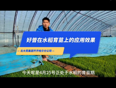 促進(jìn)根系生長(zhǎng)、提高葉片功能、保證葉齡處于正常狀態(tài)：齊齊哈爾（2023.4.25）
