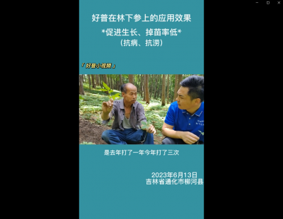 促進(jìn)生長(zhǎng)、掉苗率低:通化市柳河縣(2023.6.13）