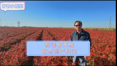 好普在新疆朝天椒上測(cè)產(chǎn)紀(jì)實(shí)（2023.10.19）